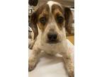 Adopt ROMA a Coonhound