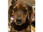 Adopt SHILOH a Coonhound