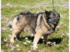 Adopt BJAARK a Norwegian Elkhound
