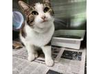 Adopt Mittens a Domestic Short Hair