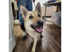 Adopt Sheba a German Shepherd Dog