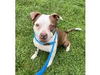 Adopt Macadamia a Pit Bull Terrier, Mixed Breed