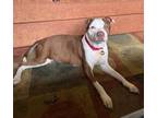 Adopt Macadamia a Pit Bull Terrier, Mixed Breed