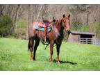 Super Cool Registered Aqha Red Roan Mare, Reining Training, Ranch, Trail Ride