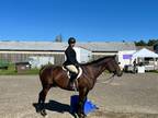 Talented Appendix QH looking for a new home