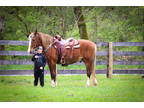 Beginner and Youth Safe Rocky Mountain Gelding, Anyone Can Ride