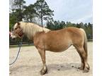 Pretty haflinger mare