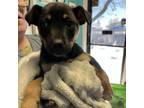 Adopt Astrid a Mixed Breed