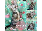 Adopt Paisley a Domestic Short Hair