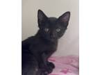 Adopt Charlie a Domestic Short Hair