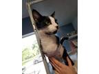 Adopt Estelle a Domestic Short Hair