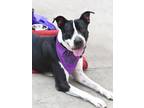 Adopt Charismatic Cosmo a Black - with White American Pit Bull Terrier dog in