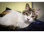 Adopt Raspberry (In Foster) a Domestic Shorthair / Mixed (short coat) cat in New