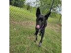 Adopt Raven a Cattle Dog, Mixed Breed