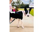 Adopt Becky a Black - with White Border Collie / Canaan Dog / Mixed dog in