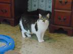 Adopt Molly a Brown Tabby Domestic Shorthair (short coat) cat in Cincinnati