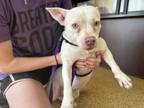 Adopt RYDA a American Staffordshire Terrier, Mixed Breed