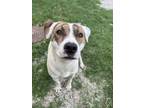 Adopt April a Pit Bull Terrier, Mixed Breed