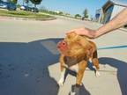 Adopt Dreamsicle a Pit Bull Terrier, Mixed Breed