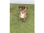 Adopt Thelma a Boxer, Mixed Breed