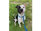 Adopt Dawn a Pit Bull Terrier, Mixed Breed