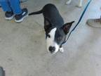 Adopt Ramona Flowers a American Staffordshire Terrier, Mixed Breed