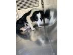 Adopt Mollie a Border Collie, Mixed Breed