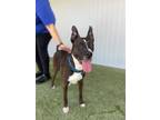 Adopt 55715470 a American Staffordshire Terrier, Mixed Breed