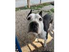 Adopt Valentina a American Staffordshire Terrier, Mixed Breed