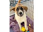 Adopt Miranda a Anatolian Shepherd, Great Pyrenees