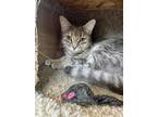 Adopt Grimmy a Domestic Short Hair