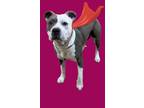 Adopt Madam Oink a Pit Bull Terrier, Mixed Breed