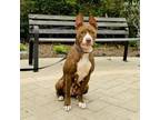 Adopt Rima a Mixed Breed, Pit Bull Terrier