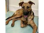 Adopt Tori a Shepherd