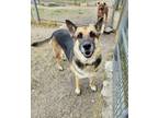 Adopt Bailey a German Shepherd Dog