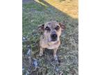 Adopt Mabel a Catahoula Leopard Dog