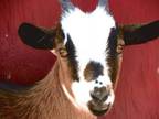 beautiful goats