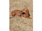 Adopt Sadie3 a Dachshund