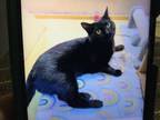 Adopt Miss Biscuits a Domestic Short Hair