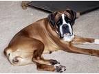 Adopt Meg II a Boxer