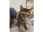 Adopt Emma a Domestic Short Hair, Tabby