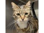 Adopt Hailey a Domestic Short Hair