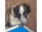 Adopt Poppy a Border Collie