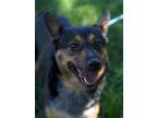 Adopt Dozer a Australian Cattle Dog / Blue Heeler, Hound