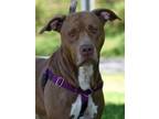 Adopt Scout a Pit Bull Terrier, Hound