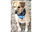 Adopt Guapa a Terrier, Mixed Breed