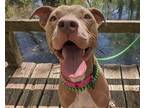 Adopt Susan a Pit Bull Terrier, Mixed Breed