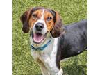 Adopt MiMi a Coonhound