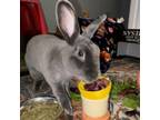 Adopt Scarlett - Available from Foster a Mini Rex