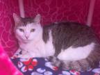 Adopt Cilla a Domestic Short Hair